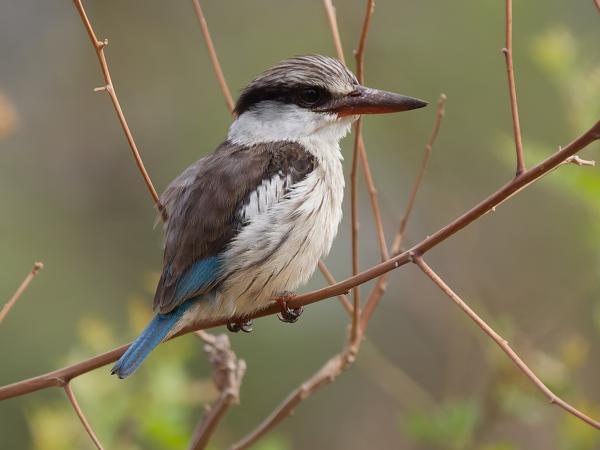 <h3><a href="/trips/tanzania/biota/animalia/chordata/aves/037 coraciiformes/003 alcedinidae/halcyon chelicuti/halcyon chelicuti-nl.html">Halcyon&nbsp;chelicuti</a> / Striped&nbsp;kingfisher / Gestreepte&nbsp;ijsvogel</h3>OM-1 Mark II met OLYMPUS M.150-400mm F4.5 TC, 1/2000 sec  bij F5.6, ISO 1250, afstand 11.0&nbsp;m